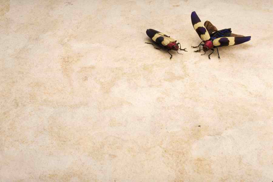 Bugs and Butterflies - KPT Power Photos ></a>
<script language=JavaScript> 
  var txt = 