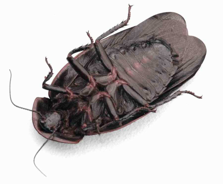 Bugs and Butterflies - KPT Power Photos ></a>
<script language=JavaScript> 
  var txt = 