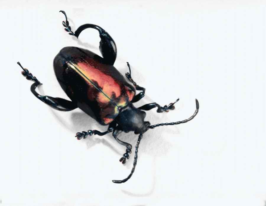 Bugs and Butterflies - KPT Power Photos ></a>
<script language=JavaScript> 
  var txt = 