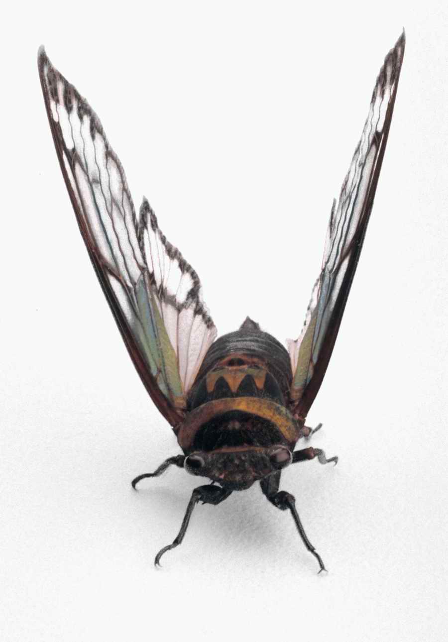 Bugs and Butterflies - KPT Power Photos ></a>
<script language=JavaScript> 
  var txt = 