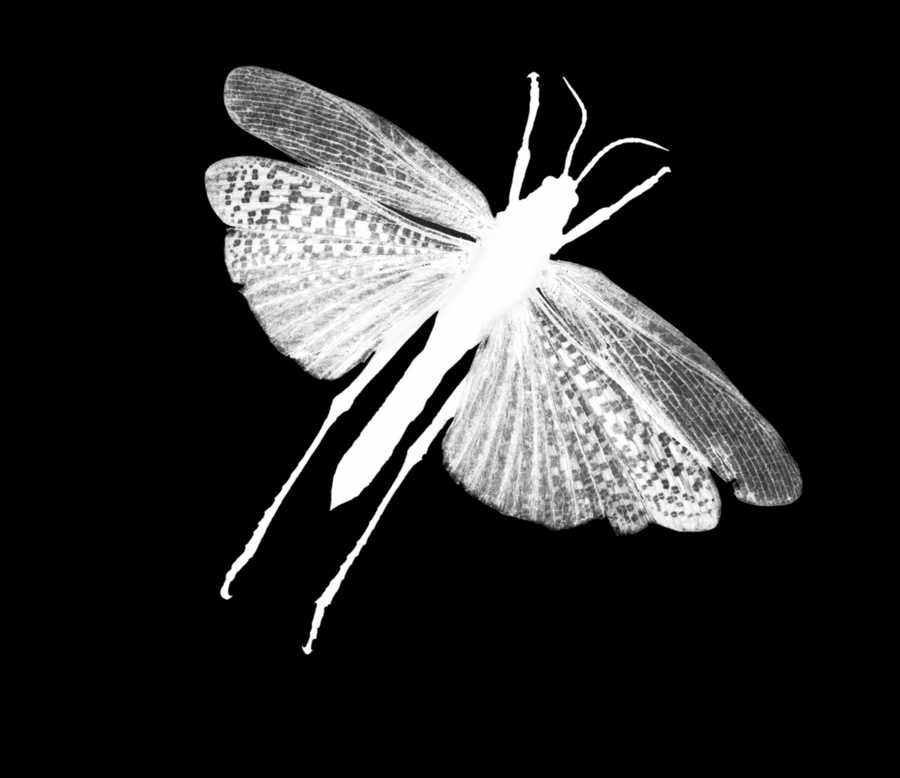 Bugs and Butterflies - KPT Power Photos ></a>
<script language=JavaScript> 
  var txt = 