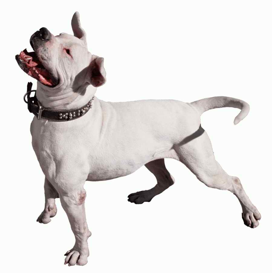 Junkyard - KPT Power Photos ></a>
<script language=JavaScript> 
  var txt = 