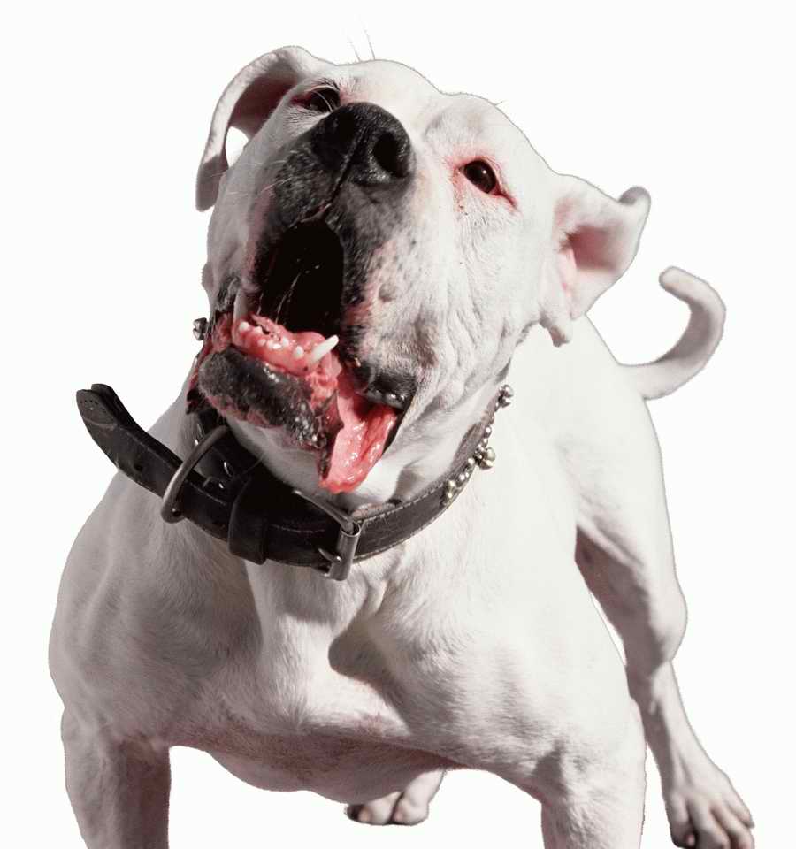 Junkyard - KPT Power Photos ></a>
<script language=JavaScript> 
  var txt = 