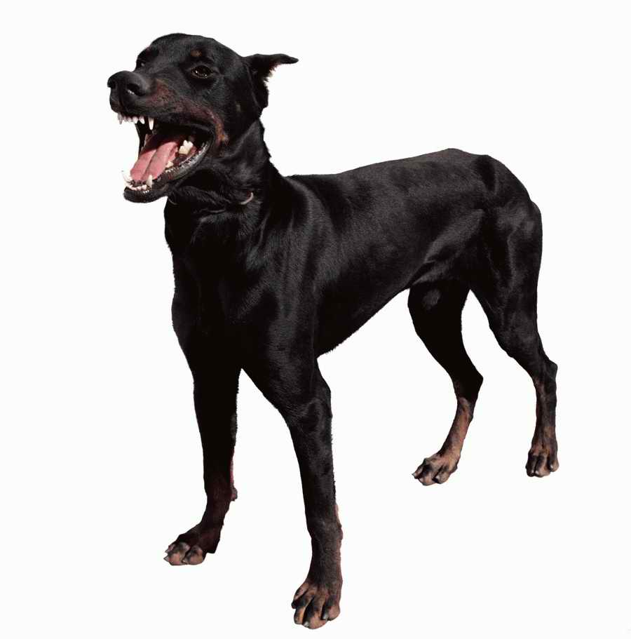 Junkyard - KPT Power Photos ></a>
<script language=JavaScript> 
  var txt = 