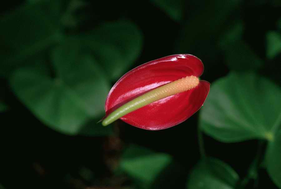 Tropical Paradise - KPT Power Photos ></a>
<script language=JavaScript> 
  var txt = 