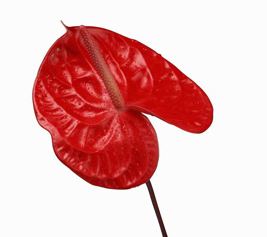 Tropical Paradise - KPT Power Photos ></a>
<script language=JavaScript> 
  var txt = 