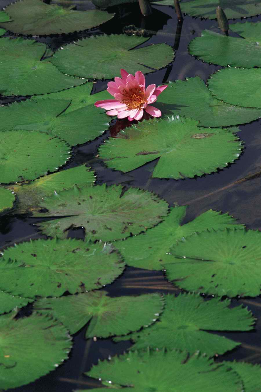 Tropical Paradise - KPT Power Photos ></a>
<script language=JavaScript> 
  var txt = 