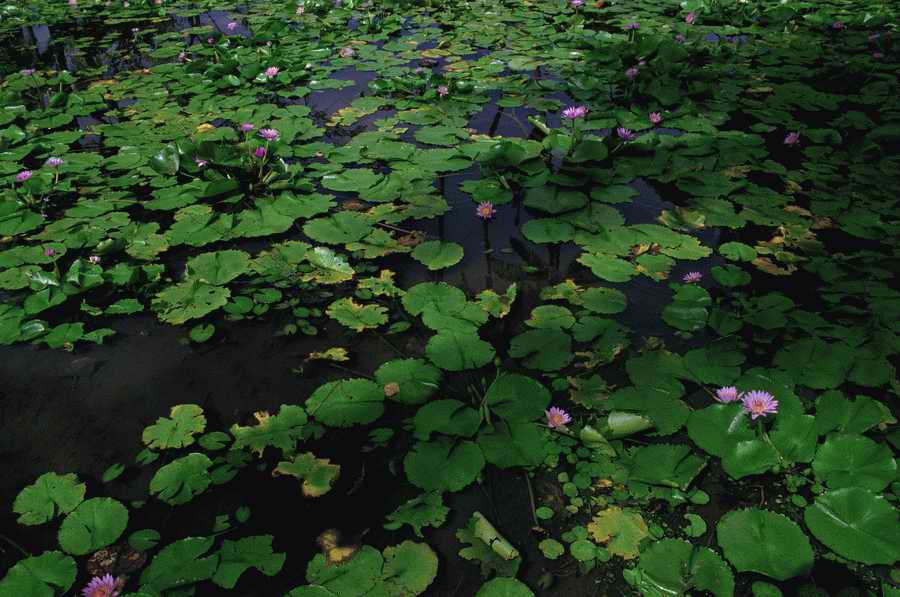 Tropical Paradise - KPT Power Photos ></a>
<script language=JavaScript> 
  var txt = 