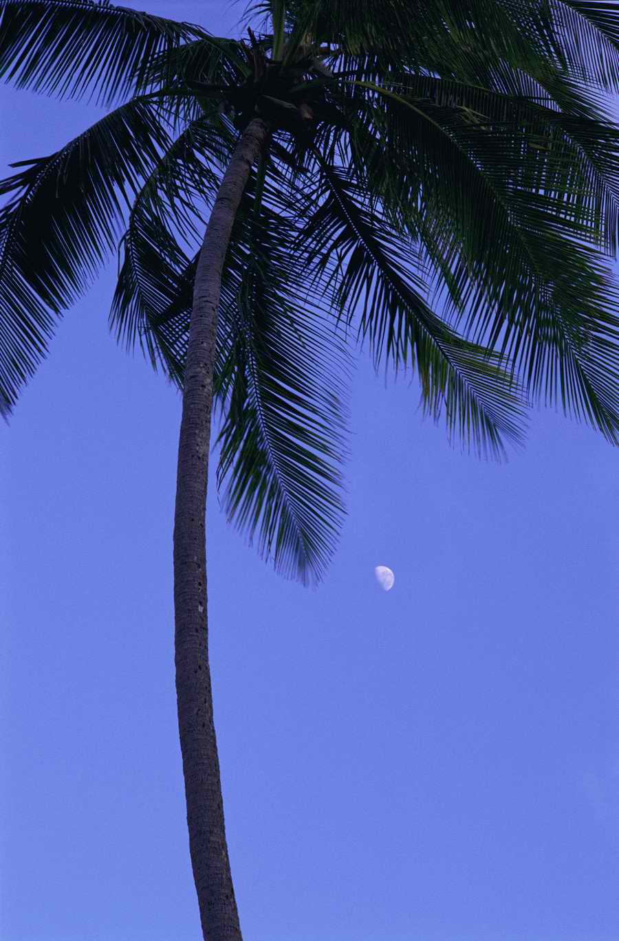 Tropical Paradise - KPT Power Photos ></a>
<script language=JavaScript> 
  var txt = 