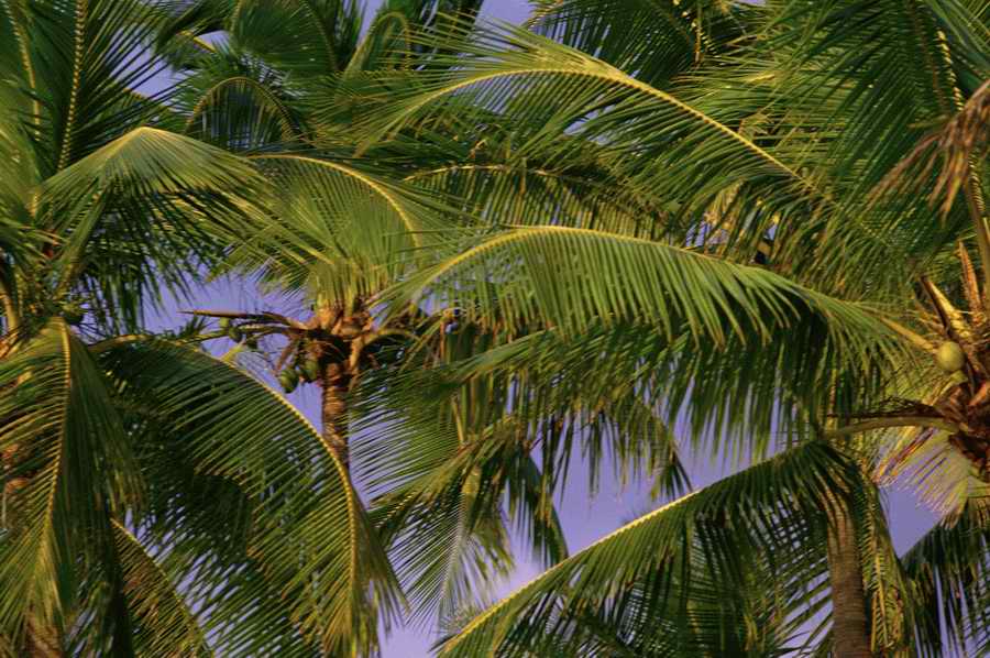Tropical Paradise - KPT Power Photos ></a>
<script language=JavaScript> 
  var txt = 