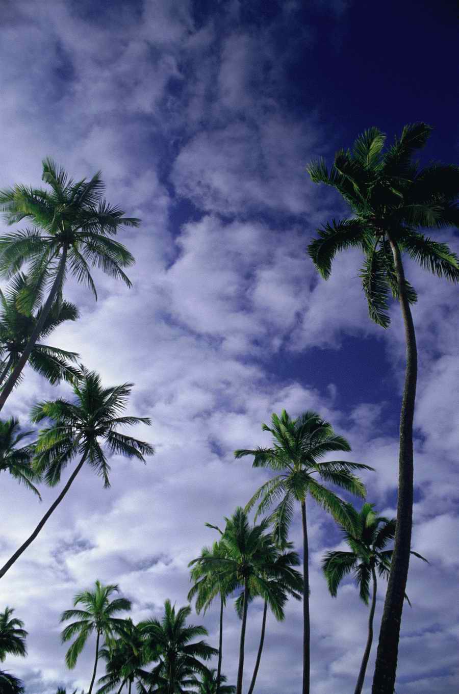 Tropical Paradise - KPT Power Photos ></a>
<script language=JavaScript> 
  var txt = 