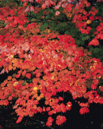 Mixa Image Library: Autumn View 