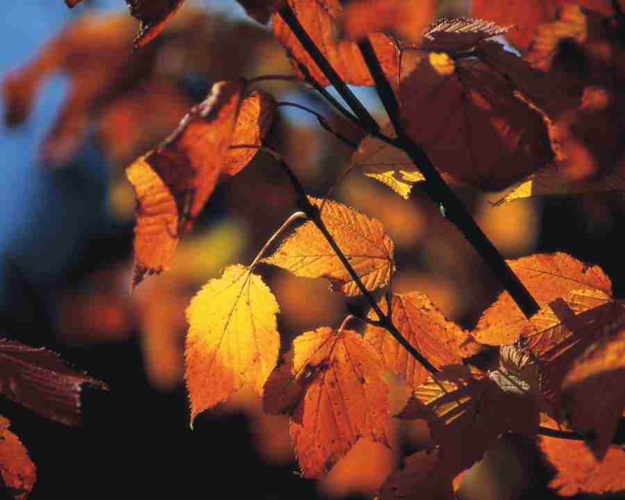 Autumn View - Mixa Image Library ></a>
<script language=JavaScript> 
  var txt = 