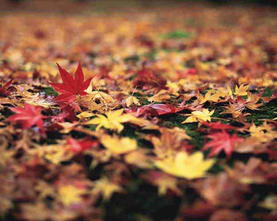 Autumn View - Mixa Image Library ></a>
<script language=JavaScript> 
  var txt = 