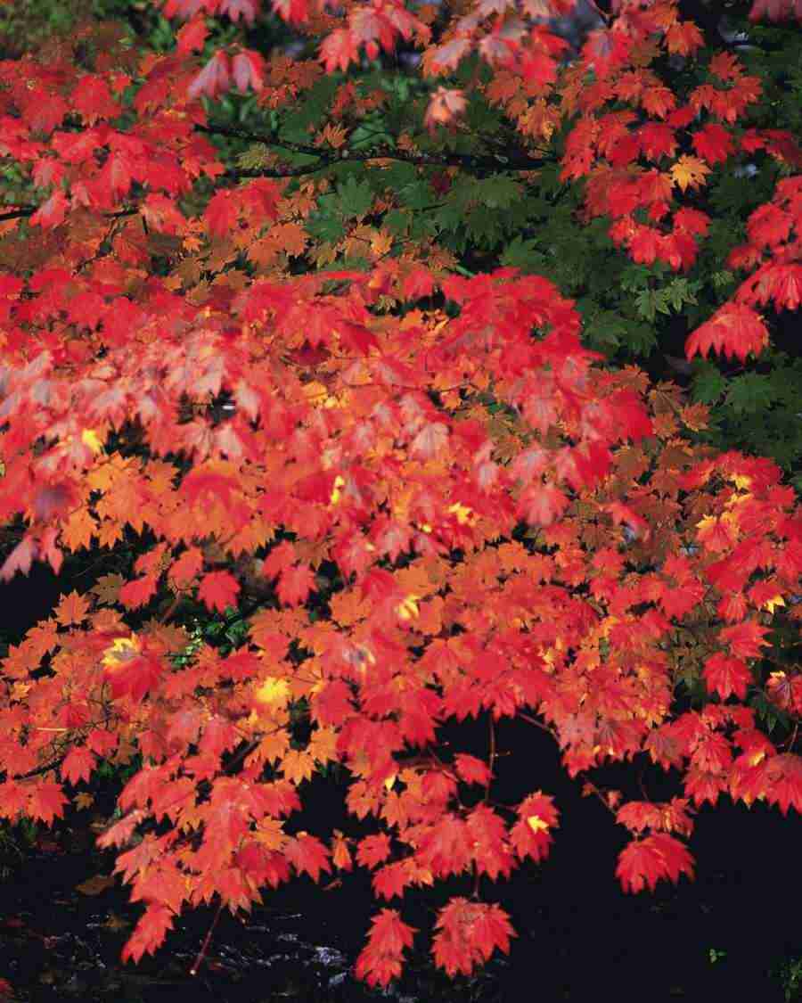 Autumn View - Mixa Image Library ></a>
<script language=JavaScript> 
  var txt = 