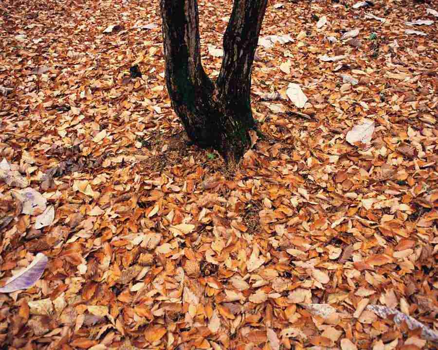 Autumn View - Mixa Image Library ></a>
<script language=JavaScript> 
  var txt = 