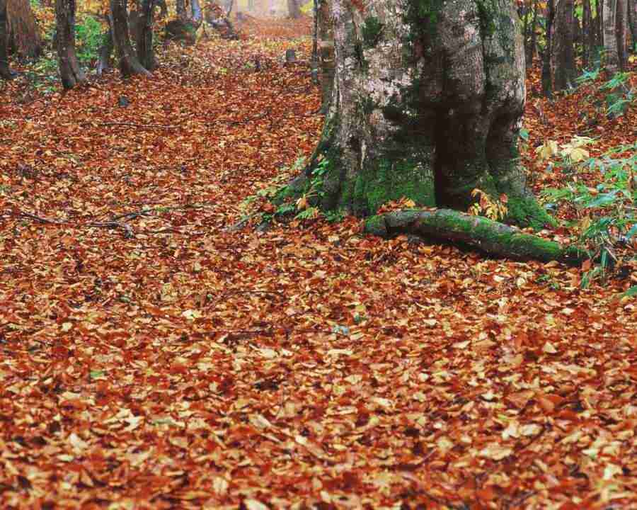 Autumn View - Mixa Image Library ></a>
<script language=JavaScript> 
  var txt = 