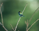 Mixa Image Library: Birds in Nature 