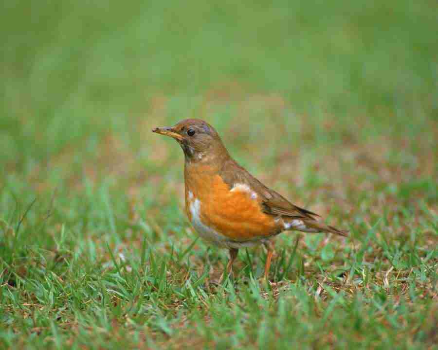 Birds in Nature - Mixa Image Library ></a>
<script language=JavaScript> 
  var txt = 