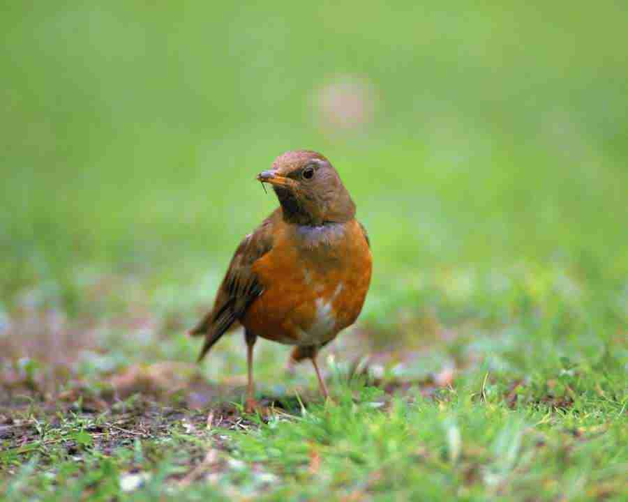 Birds in Nature - Mixa Image Library ></a>
<script language=JavaScript> 
  var txt = 