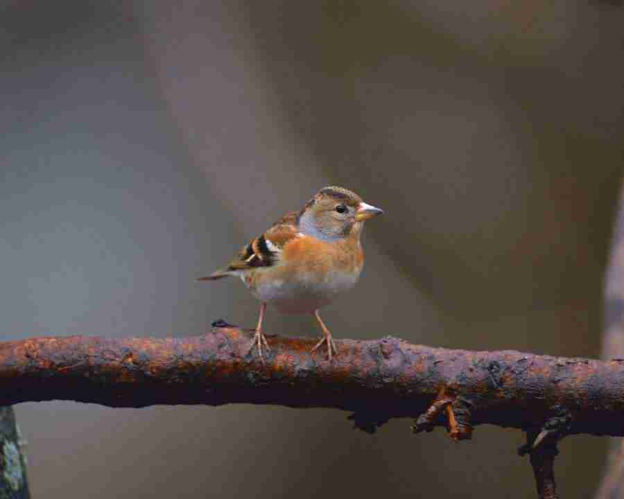 Birds in Nature - Mixa Image Library ></a>
<script language=JavaScript> 
  var txt = 