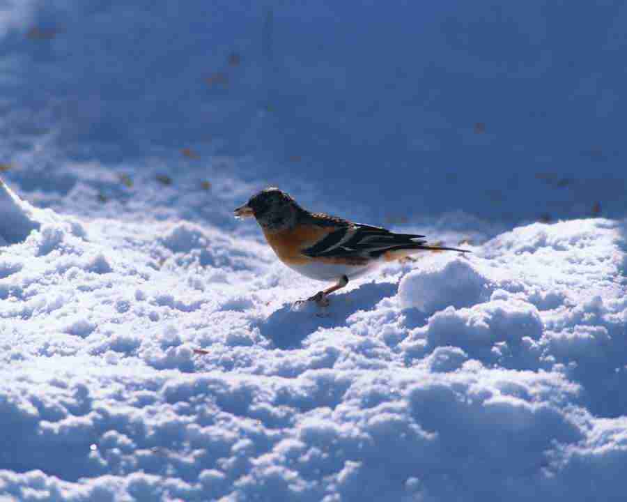 Birds in Nature - Mixa Image Library ></a>
<script language=JavaScript> 
  var txt = 