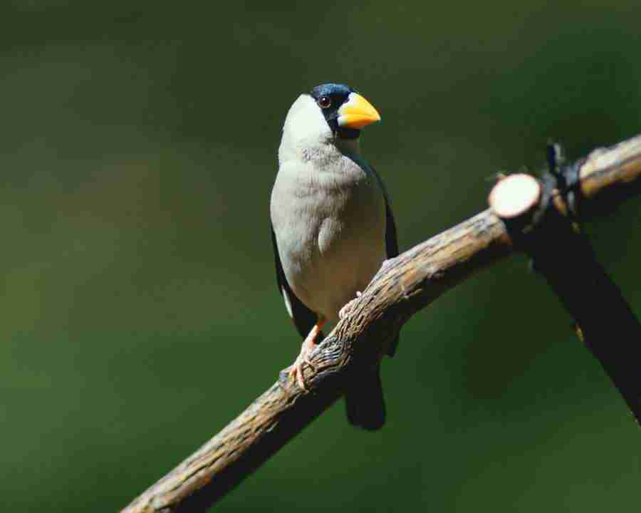 Birds in Nature - Mixa Image Library ></a>
<script language=JavaScript> 
  var txt = 