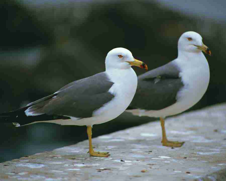 Birds in Nature - Mixa Image Library ></a>
<script language=JavaScript> 
  var txt = 