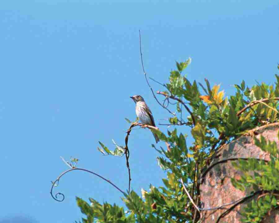 Birds in Nature - Mixa Image Library ></a>
<script language=JavaScript> 
  var txt = 