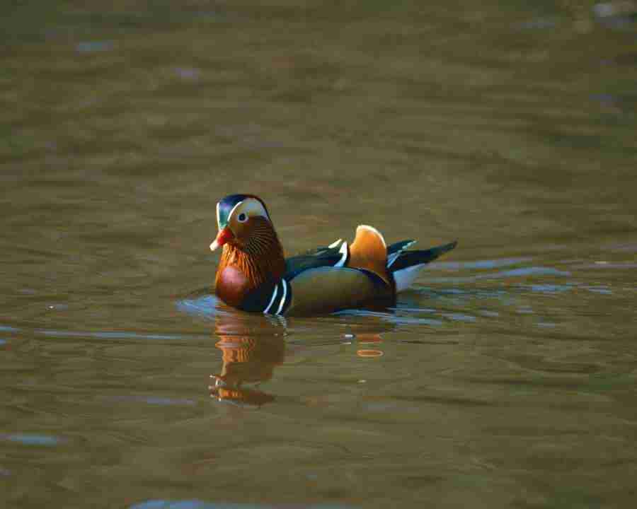 Birds in Nature - Mixa Image Library ></a>
<script language=JavaScript> 
  var txt = 