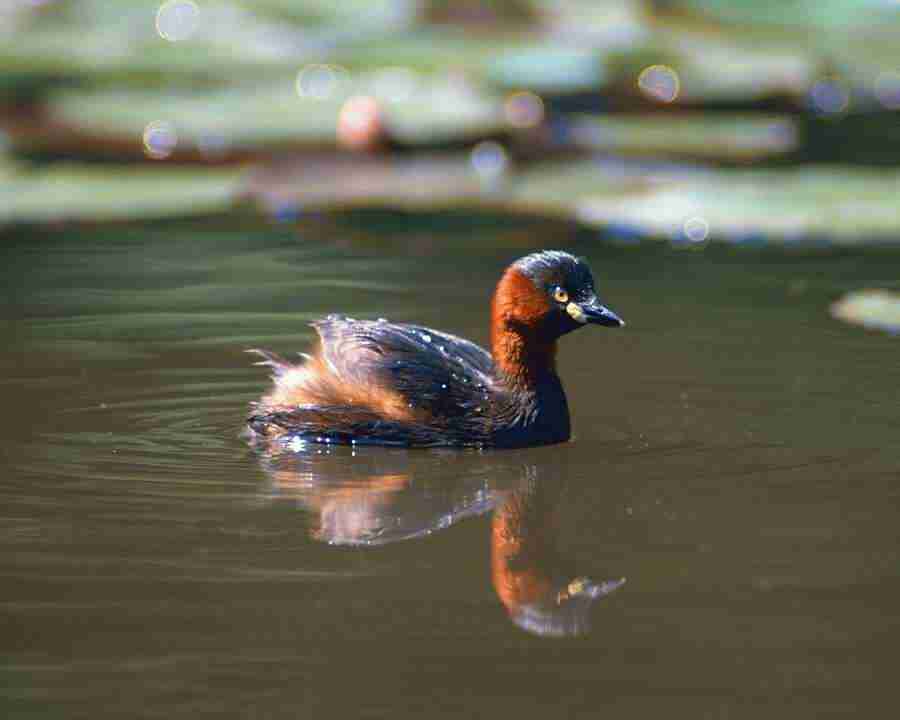 Birds in Nature - Mixa Image Library ></a>
<script language=JavaScript> 
  var txt = 