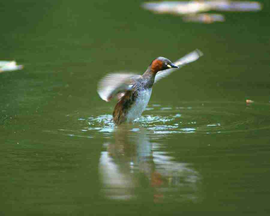 Birds in Nature - Mixa Image Library ></a>
<script language=JavaScript> 
  var txt = 