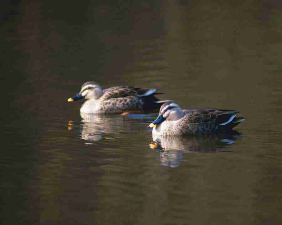 Birds in Nature - Mixa Image Library ></a>
<script language=JavaScript> 
  var txt = 