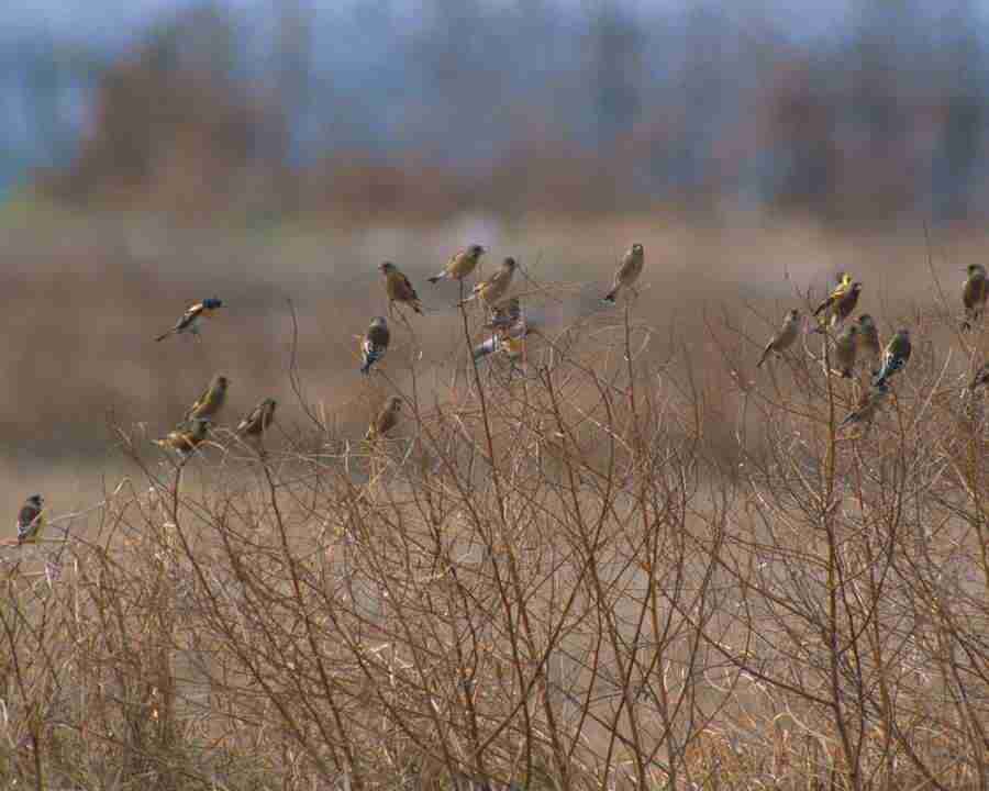 Birds in Nature - Mixa Image Library ></a>
<script language=JavaScript> 
  var txt = 