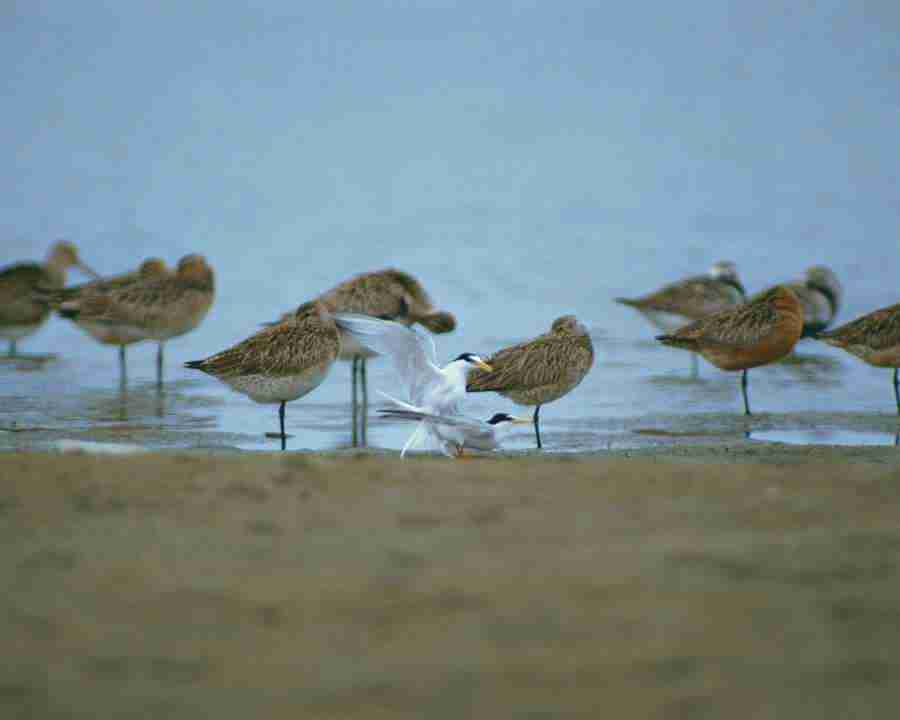 Birds in Nature - Mixa Image Library ></a>
<script language=JavaScript> 
  var txt = 