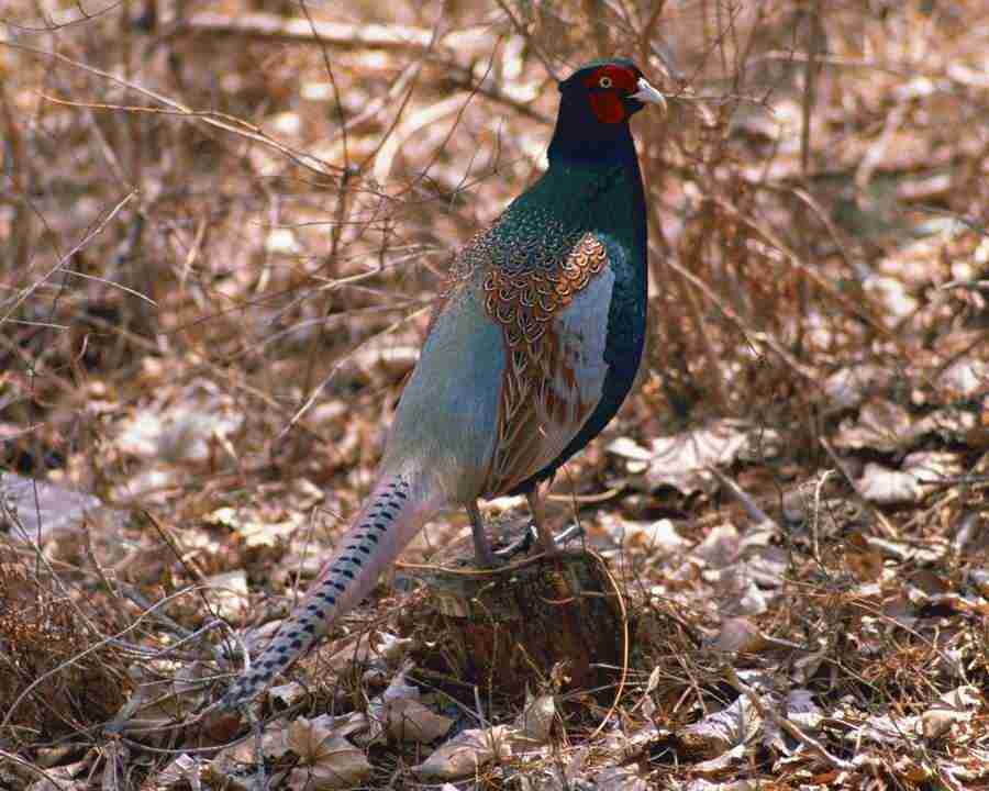 Birds in Nature - Mixa Image Library ></a>
<script language=JavaScript> 
  var txt = 