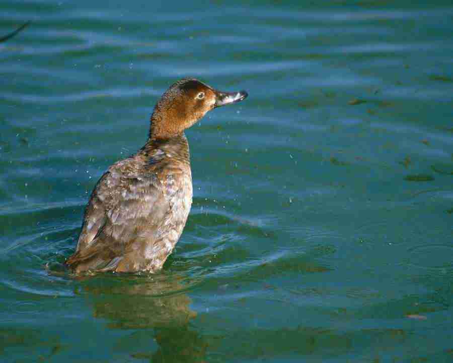 Birds in Nature - Mixa Image Library ></a>
<script language=JavaScript> 
  var txt = 