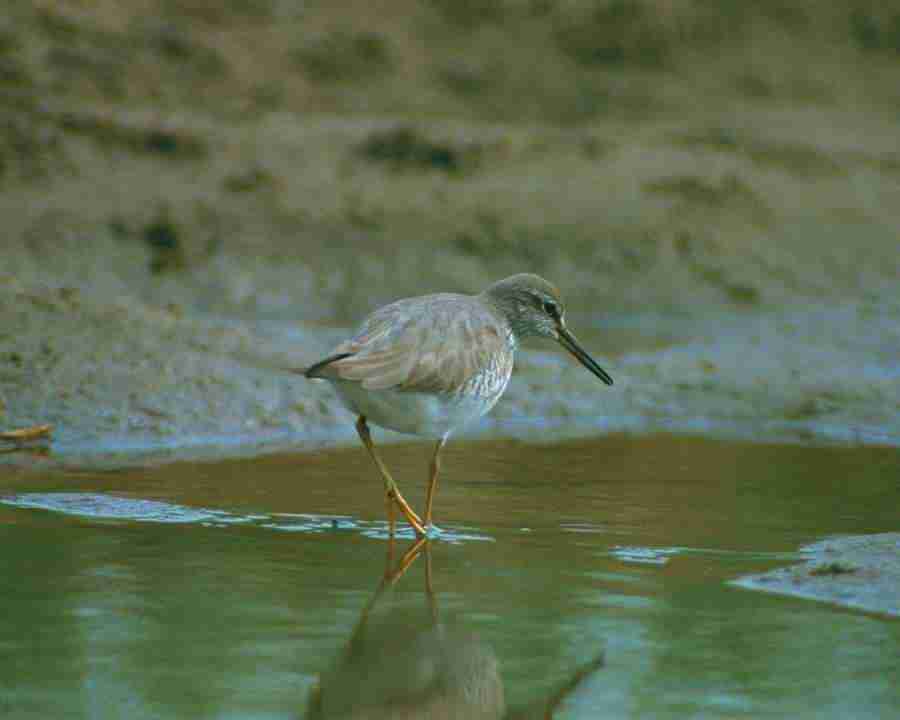 Birds in Nature - Mixa Image Library ></a>
<script language=JavaScript> 
  var txt = 