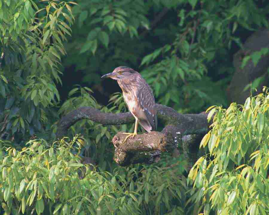 Birds in Nature - Mixa Image Library ></a>
<script language=JavaScript> 
  var txt = 