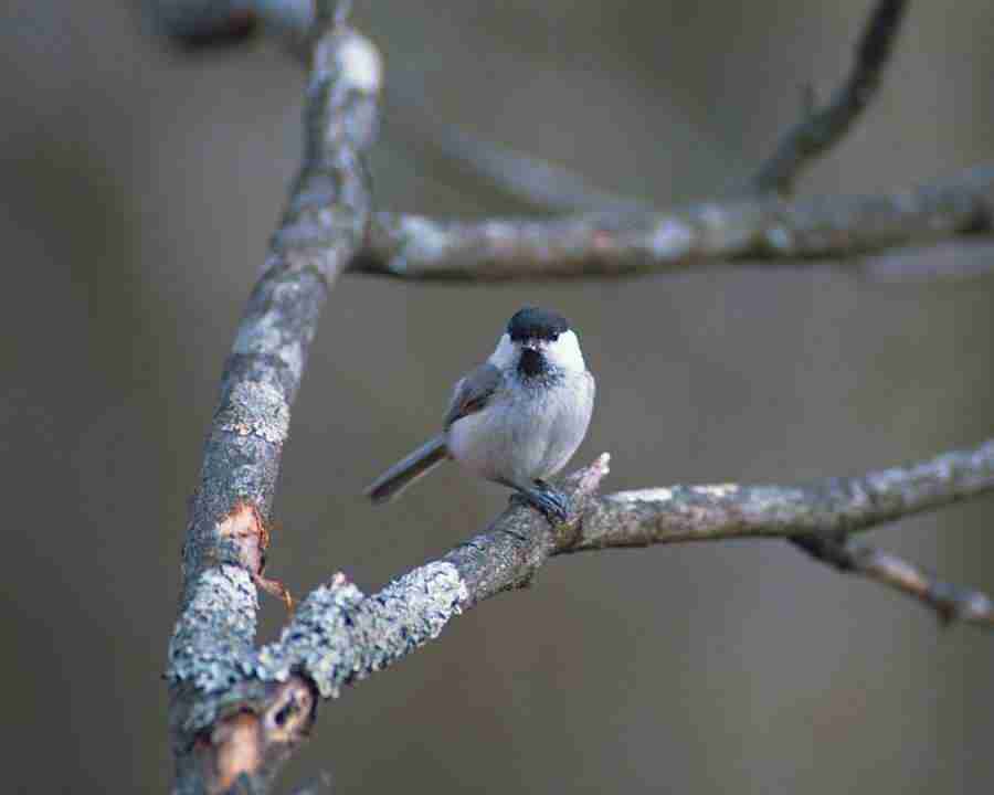 Birds in Nature - Mixa Image Library ></a>
<script language=JavaScript> 
  var txt = 