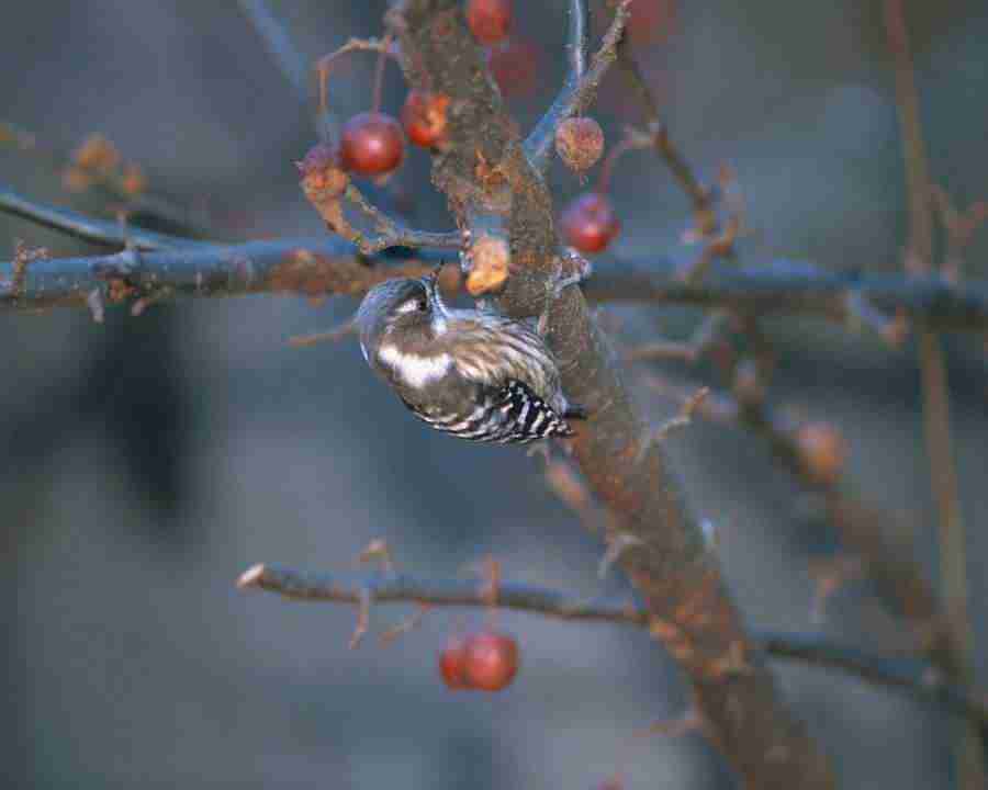 Birds in Nature - Mixa Image Library ></a>
<script language=JavaScript> 
  var txt = 