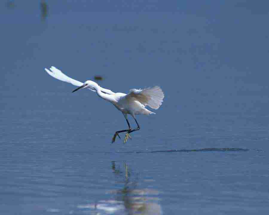 Birds in Nature - Mixa Image Library ></a>
<script language=JavaScript> 
  var txt = 