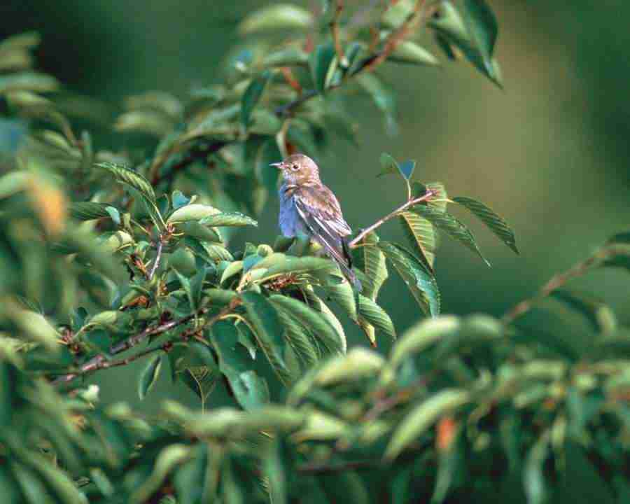 Birds in Nature - Mixa Image Library ></a>
<script language=JavaScript> 
  var txt = 