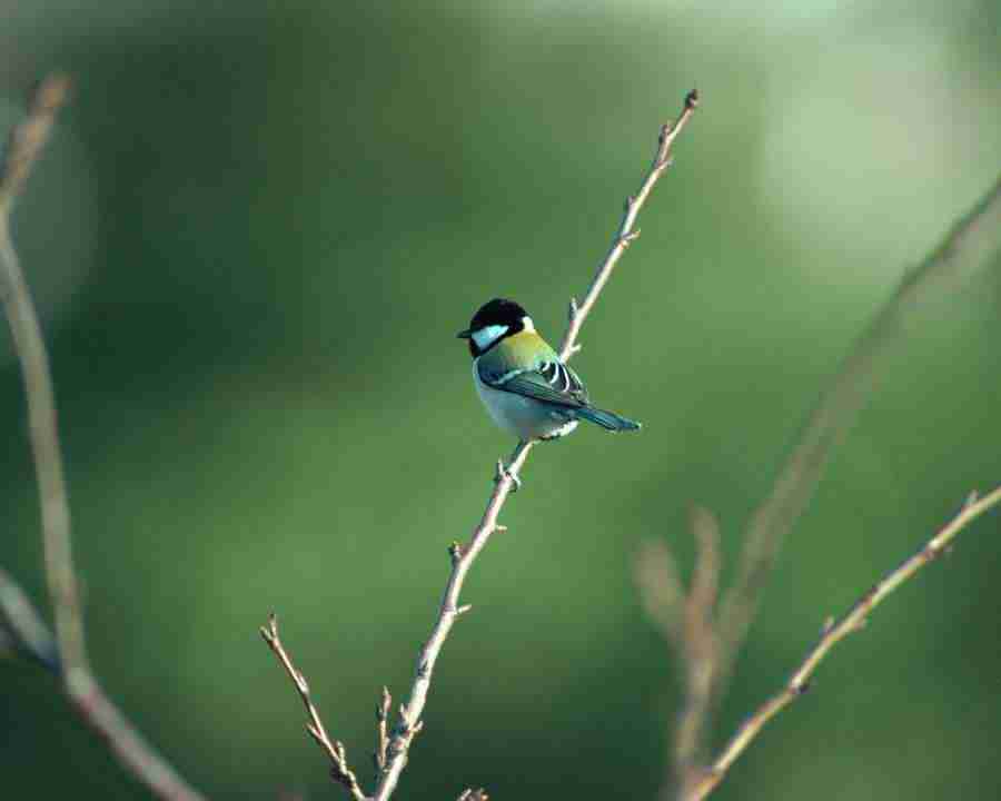 Birds in Nature - Mixa Image Library ></a>
<script language=JavaScript> 
  var txt = 