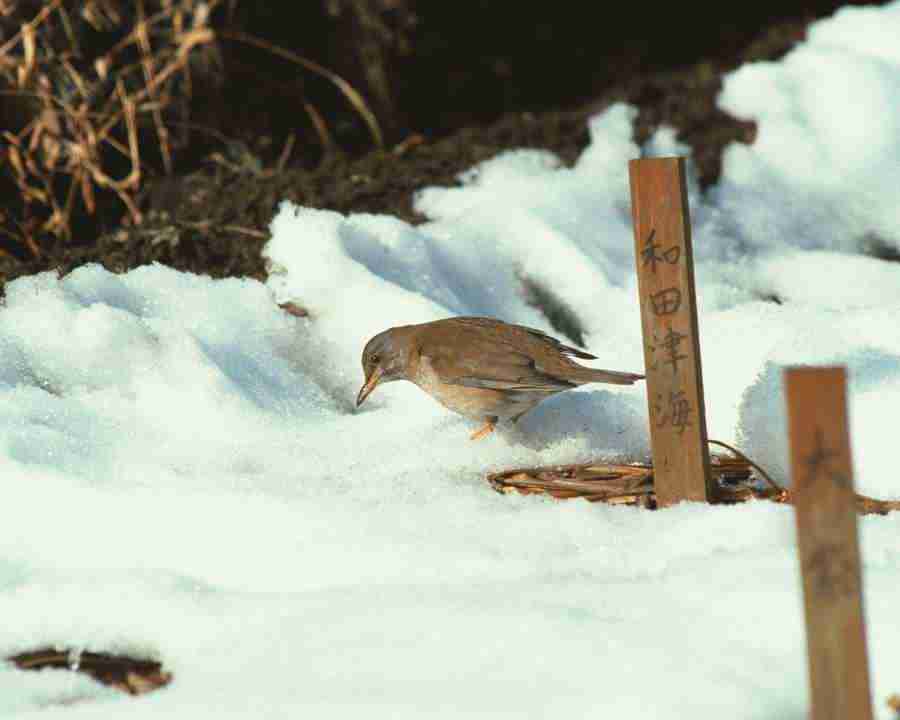 Birds in Nature - Mixa Image Library ></a>
<script language=JavaScript> 
  var txt = 