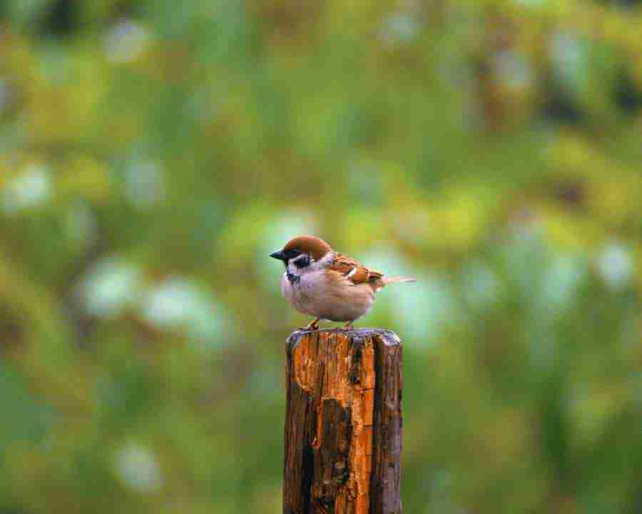 Birds in Nature - Mixa Image Library ></a>
<script language=JavaScript> 
  var txt = 