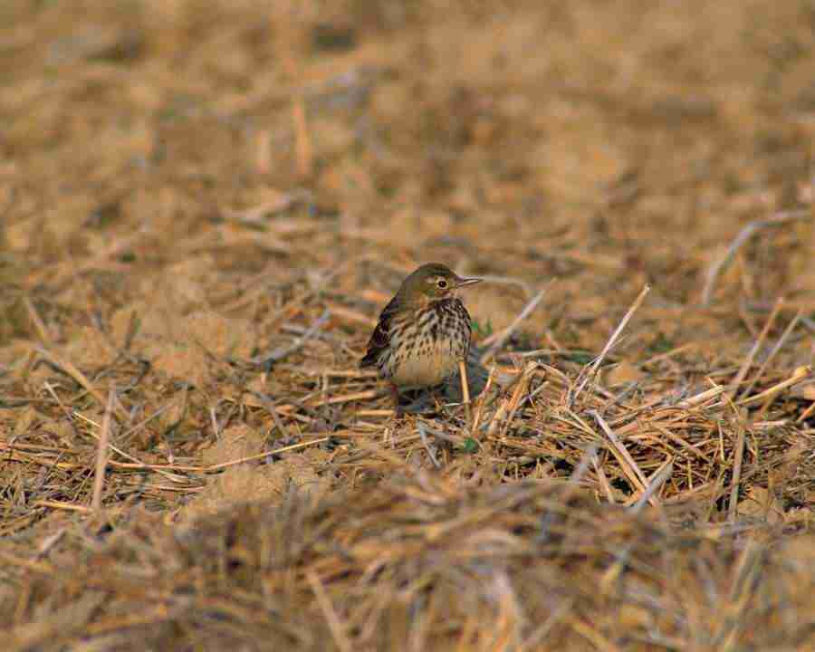 Birds in Nature - Mixa Image Library ></a>
<script language=JavaScript> 
  var txt = 