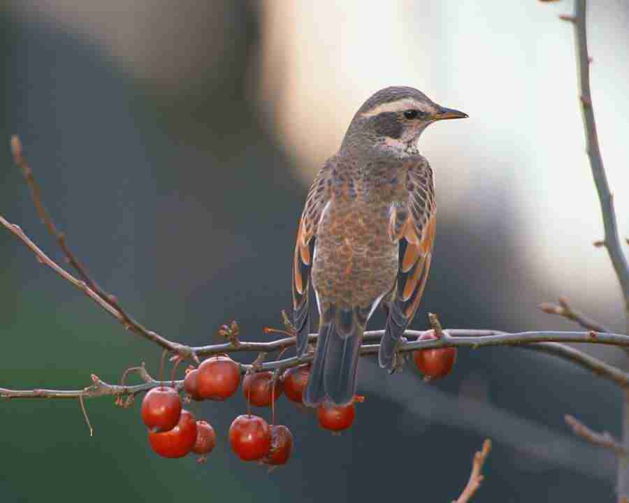 Birds in Nature - Mixa Image Library ></a>
<script language=JavaScript> 
  var txt = 