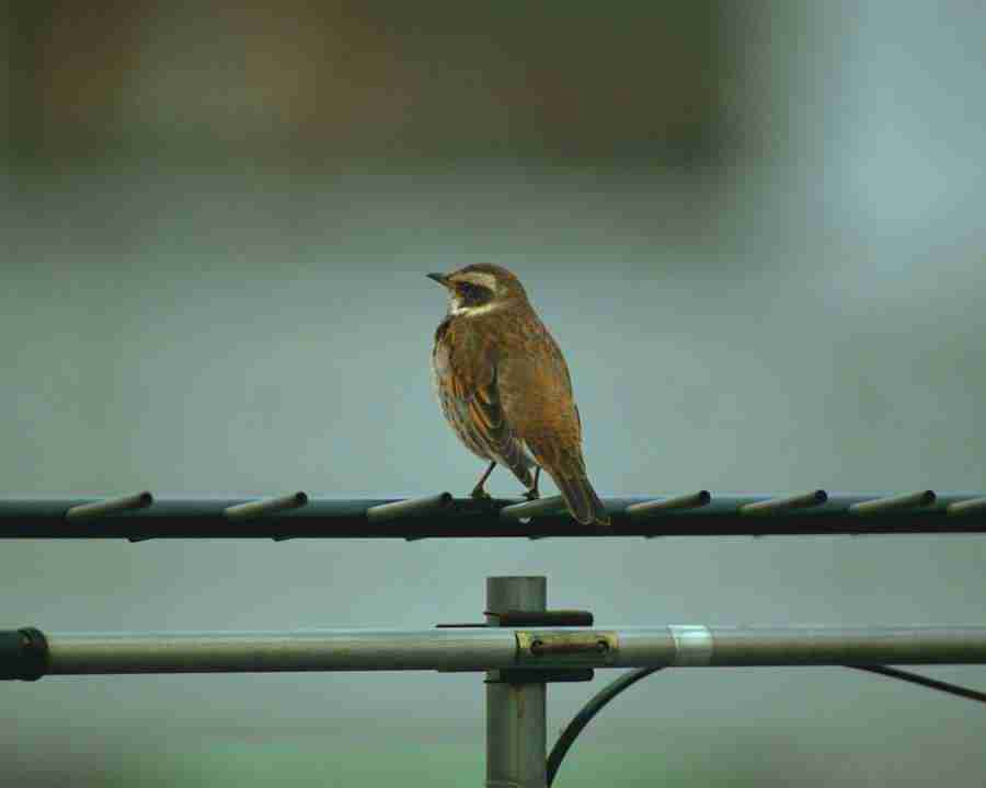 Birds in Nature - Mixa Image Library ></a>
<script language=JavaScript> 
  var txt = 