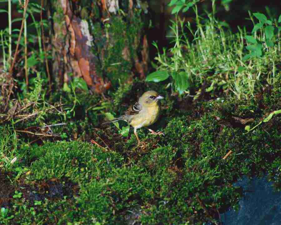 Birds in Nature - Mixa Image Library ></a>
<script language=JavaScript> 
  var txt = 